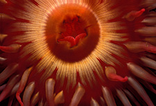 underwater photography