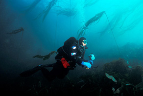 underwater photography