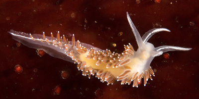 underwater photography